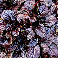 Живучка Махагон