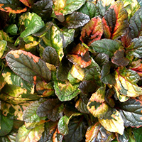 Живучка Мультиколлор