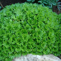 Камнеломка Аренса