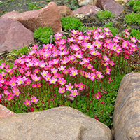 Камнеломка Аренса