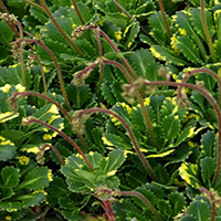 Камнеломка Вариегата