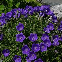 Колокольчик Карпатский