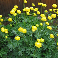 Купальница