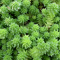 Очиток Едкий