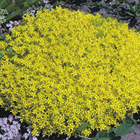 Очиток Едкий