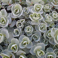 Очиток Эверса