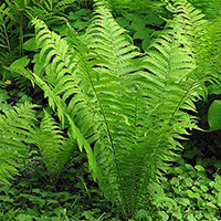 Папоротник