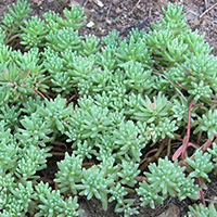 Седум Испанский