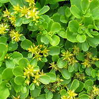 Седум Камчатский