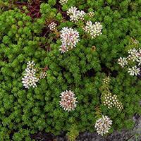 Седум Лидийский