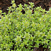 Тимьян Лимонный