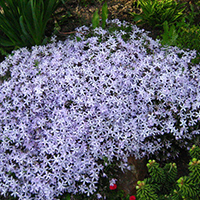 Флокс шиловидный Самсон