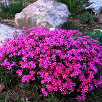 Флокс шиловидный Скарлет Флейм