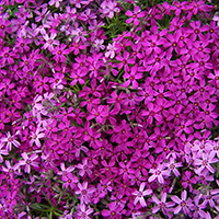 Флокс шиловидный Пурпл Бьюти