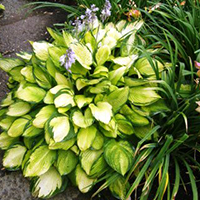 Хоста Голд Стандарт