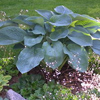 Хоста Голубая