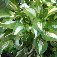 Хоста Медиовариегата