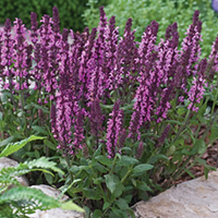 Шалфей Дубравный