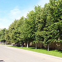 Аллея из крупнолистной липы