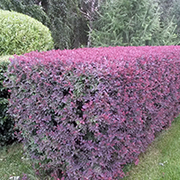 Барбарис Суперба