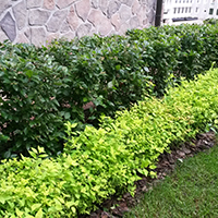 Бардюр из Кизильника Блестящего и Спиреи Японской