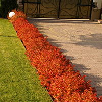 Бордюр из Спиреи Магик Карпет