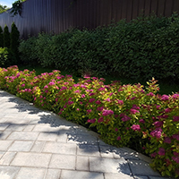 Бордюр из Спиреи Магик Карпет