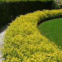 Бордюр из Спиреи