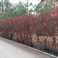 Дерен Сибирика в апреле