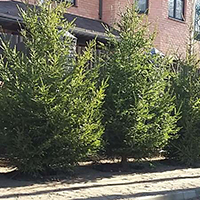 Ель Колючая