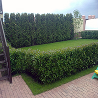 Живая  изгородь из Туй Смарагд и Кизильника блестящего