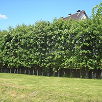 Живая изгородь из Боярышника Петушиная Шпора