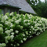 Живая изгородь из Гортензии