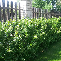 Живая изгородь из Кизильника блестящего