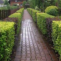 Живая изгородь из комбинированного Пузыреплодника