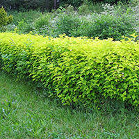 Живая изгородь из Пузыреплодника