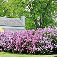 Живая изгородь из Сирени