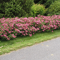 Живая изгородь из спиреи Фробели