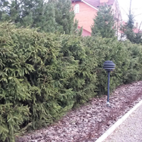 Живая изгородь из стриженной Ели обыкновенной