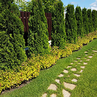 Живая изгородь из туи Смарагд