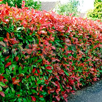 Живая изгородь из черноплодной рябины