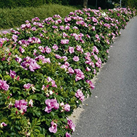 Живая изгородь из Шиповника