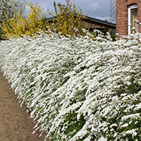 Изгородь из спиреи Грефшейм