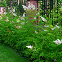 Рябинник Рябинолистный