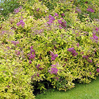 Спирея Голден Принцесс