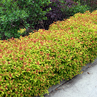 Спирея ГолдФлейм