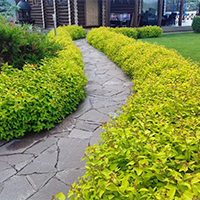 Спирея Японская