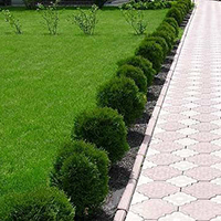 Туя Даника высаженная бордюром