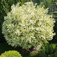 Дерен Элегантиссимо