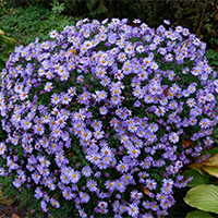 Астра многолетняя